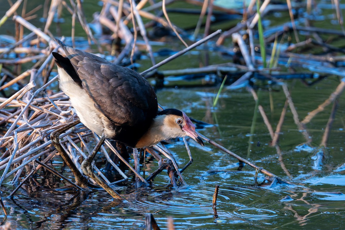 Comb-crested Jacana - ML646171601
