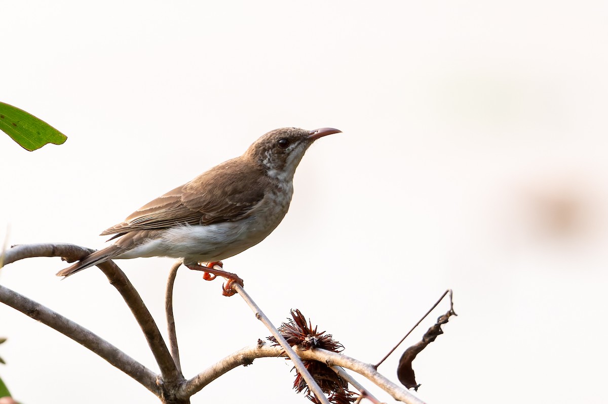 medosavka hnědohřbetá - ML646171604