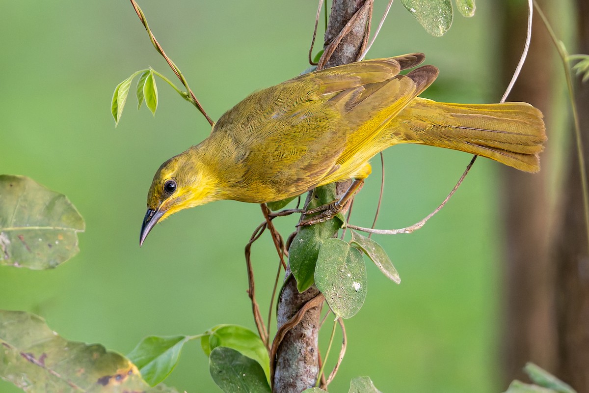 medosavka žlutá - ML646171608