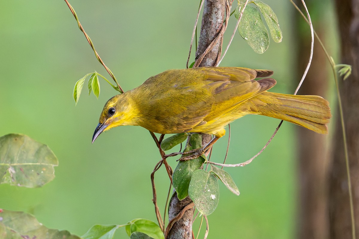 medosavka žlutá - ML646171609