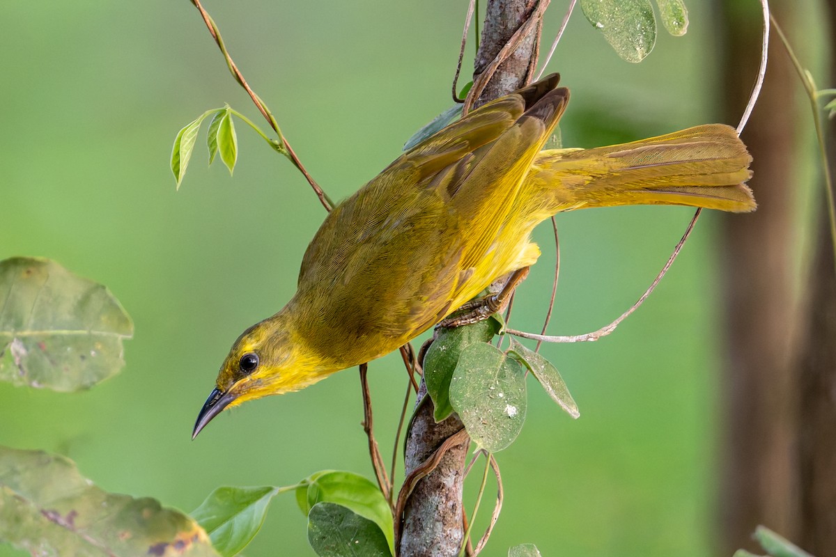 medosavka žlutá - ML646171610