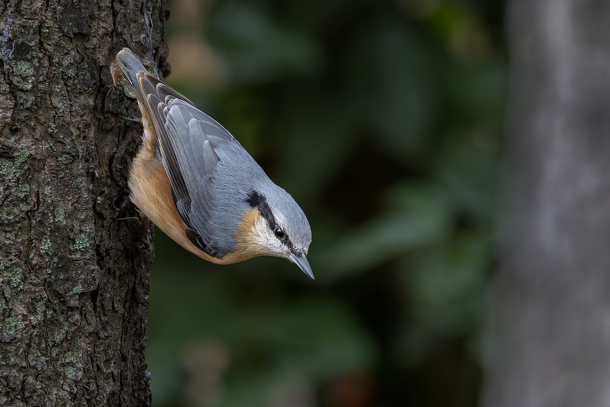 סיטה אירופית - ML646171623