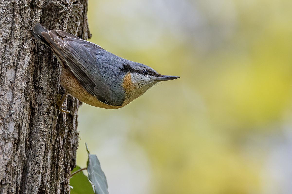 סיטה אירופית - ML646171624