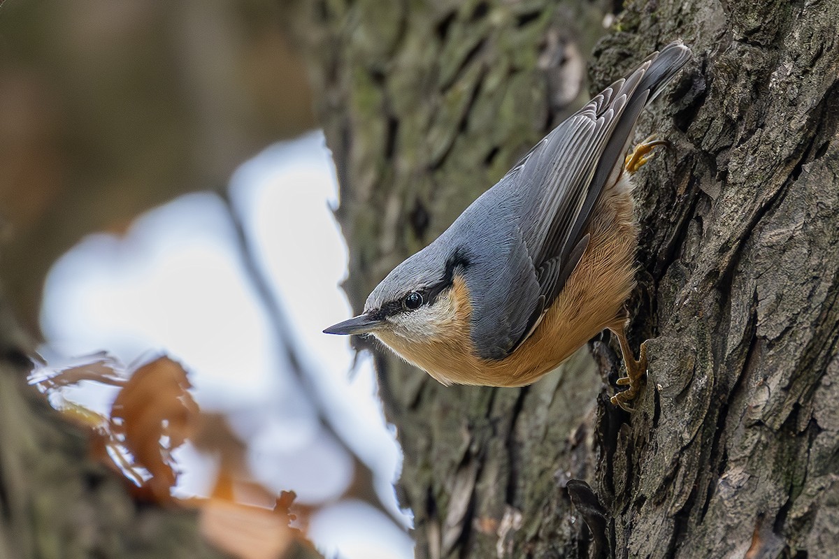 סיטה אירופית - ML646171625