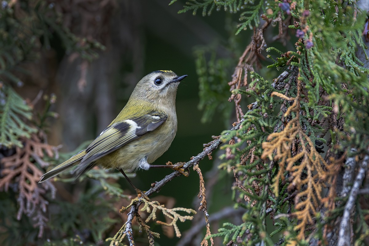 Regolo - ML646171627