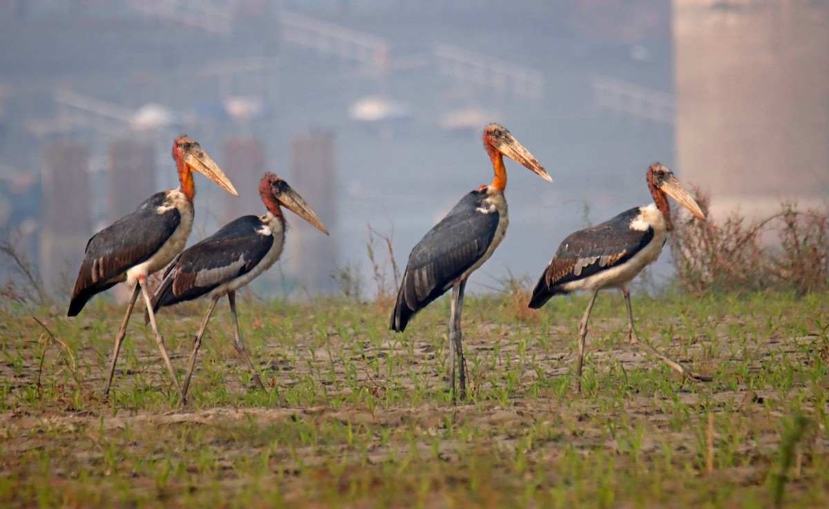 Greater Adjutant - ML646171628