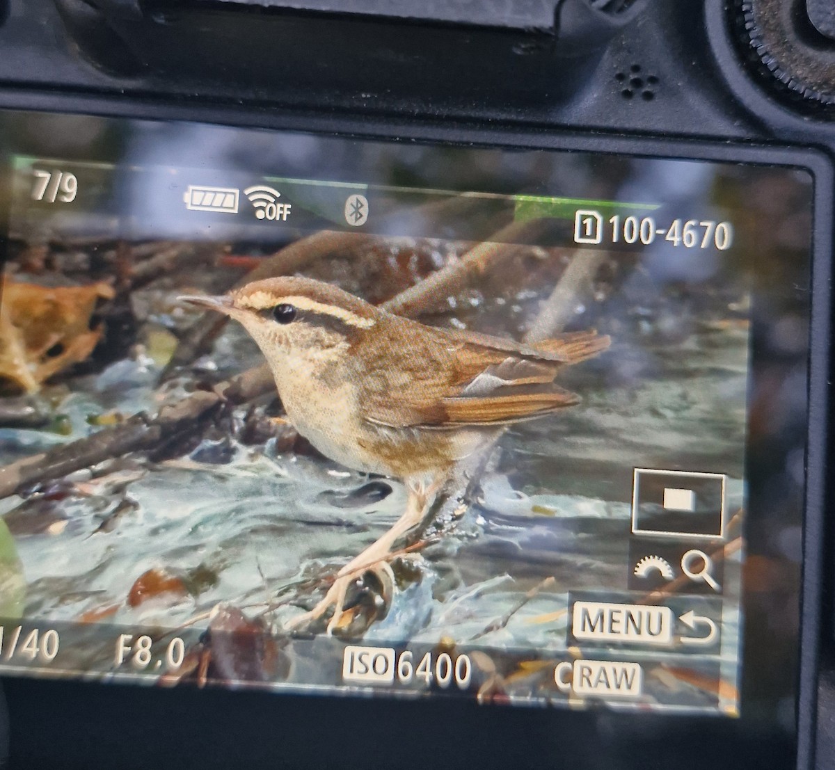 Asian Stubtail - ML646171644