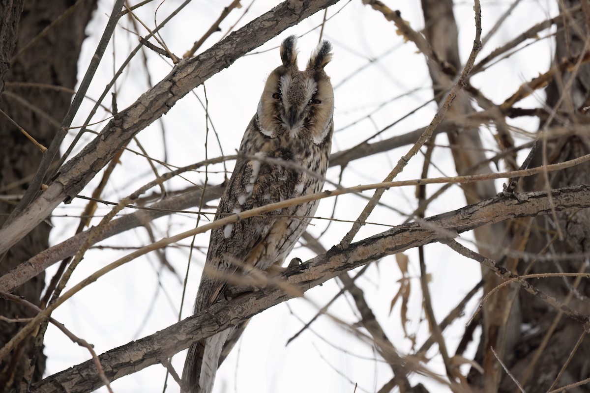 Long-eared Owl - ML646171647