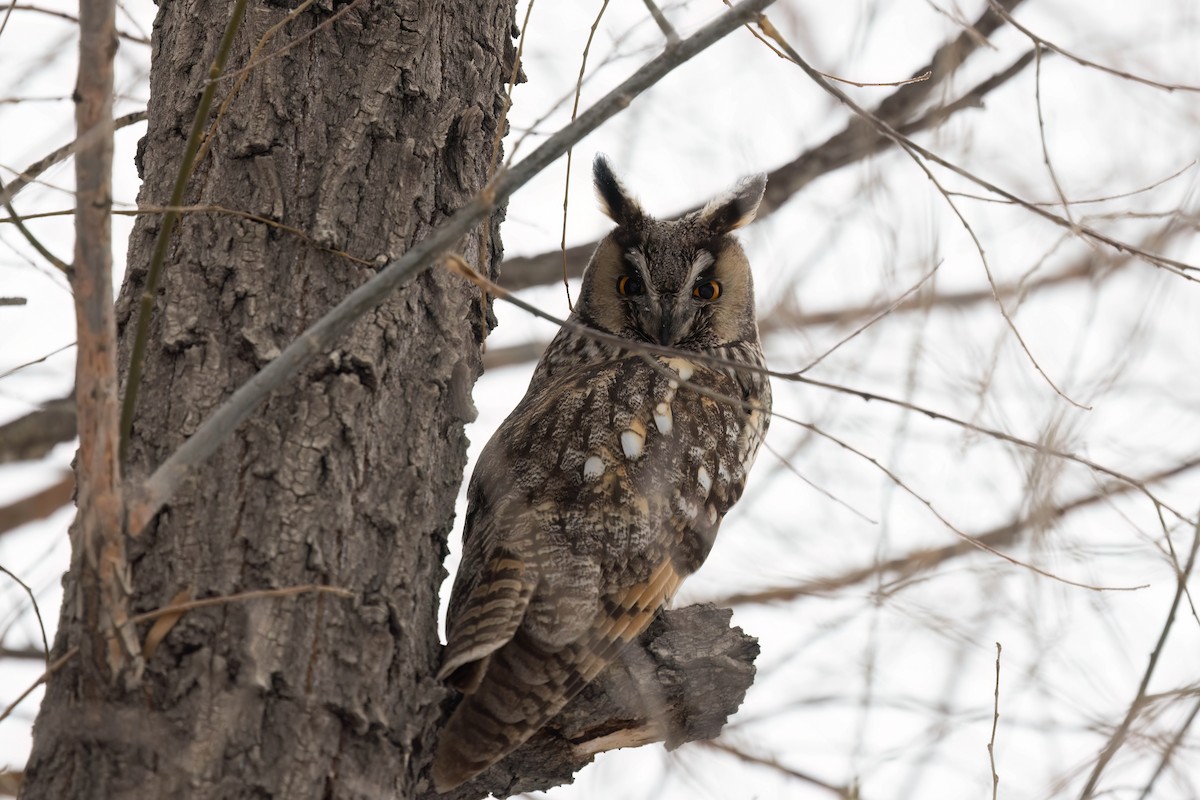 Long-eared Owl - ML646171649