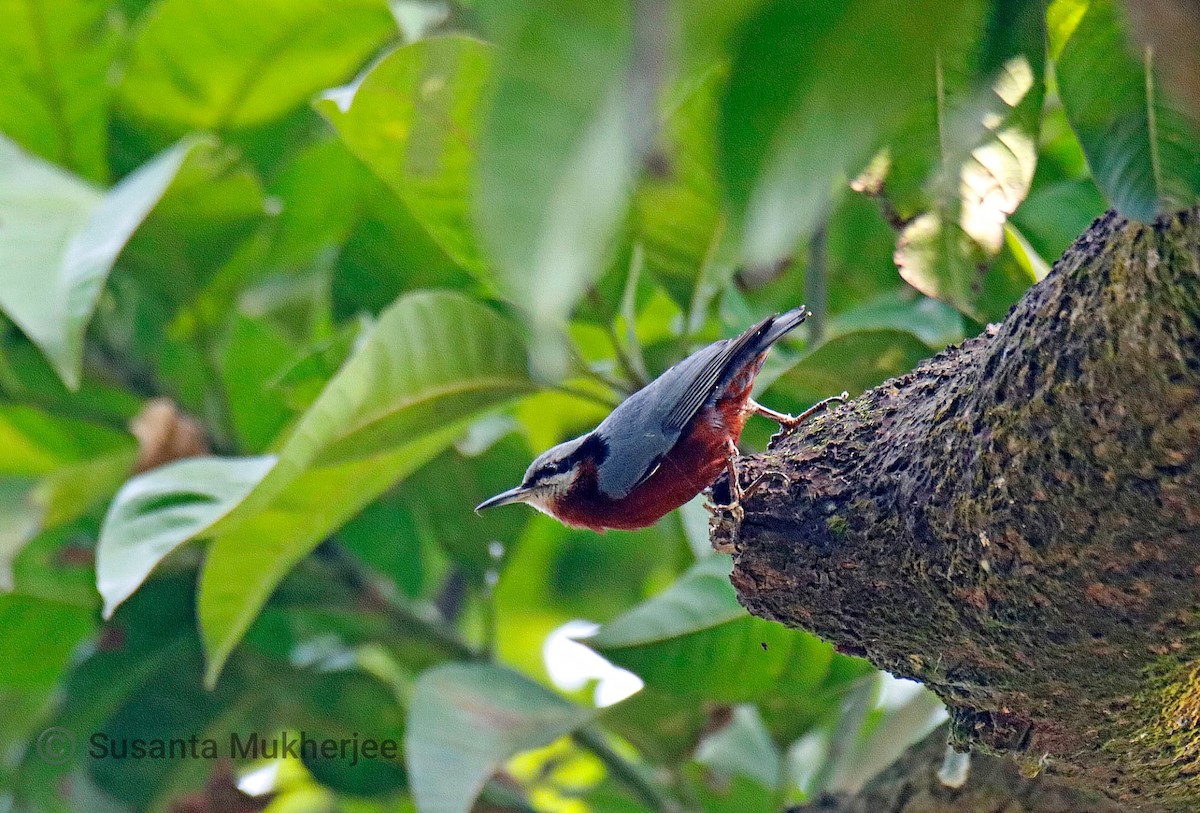 Indian Nuthatch - ML646171650