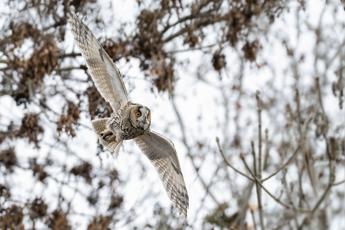 Gufo comune - ML646171654