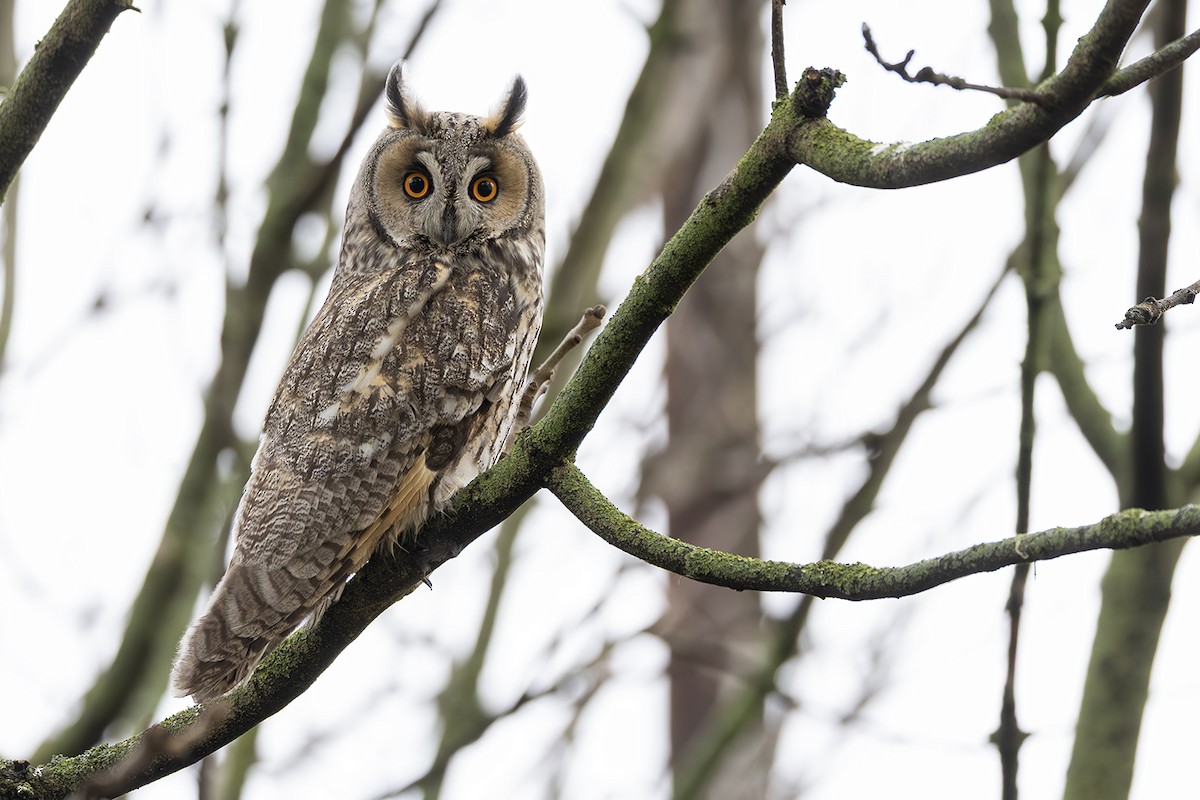 Gufo comune - ML646171655