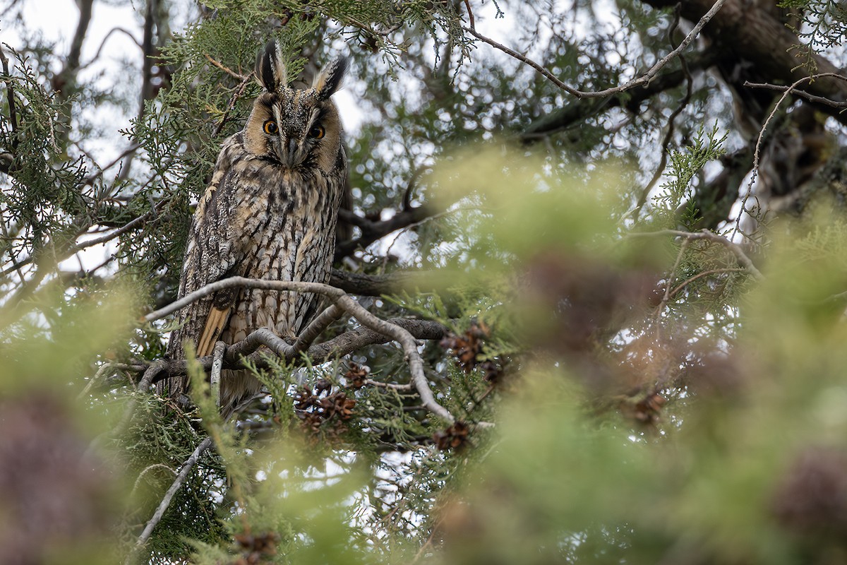 Gufo comune - ML646171656