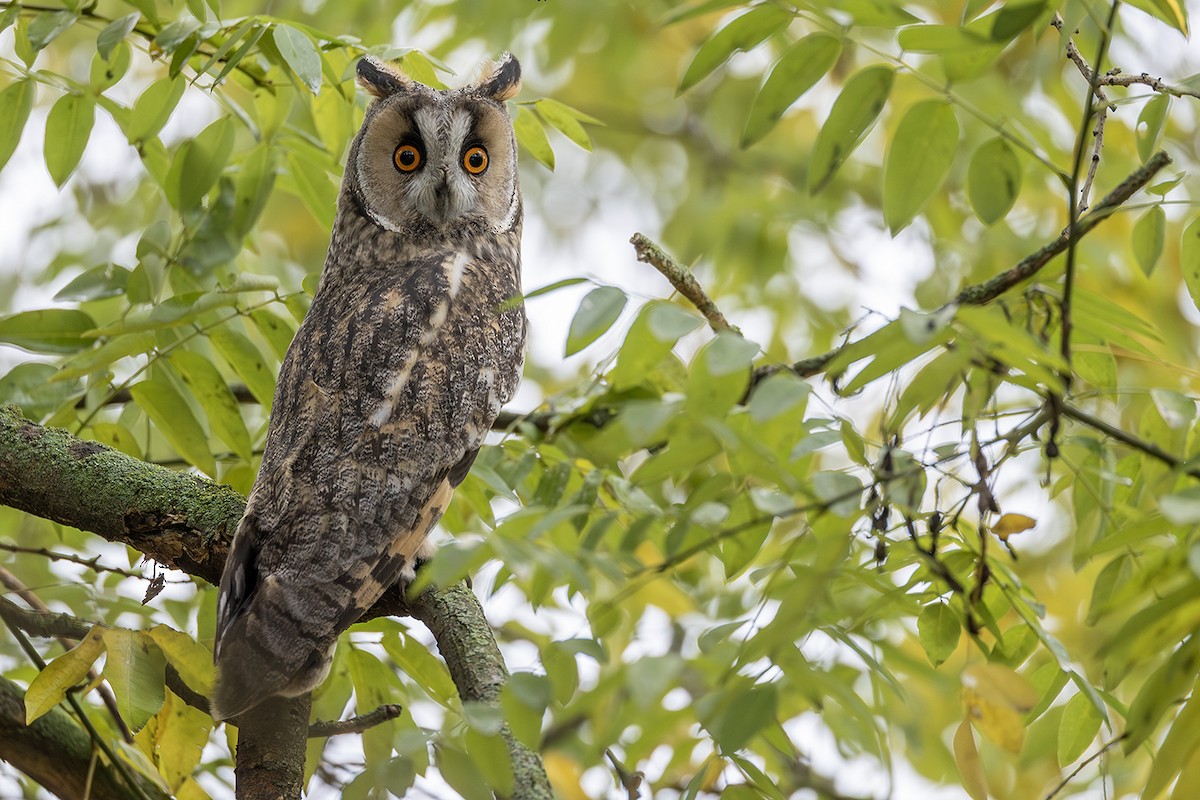 Gufo comune - ML646171657