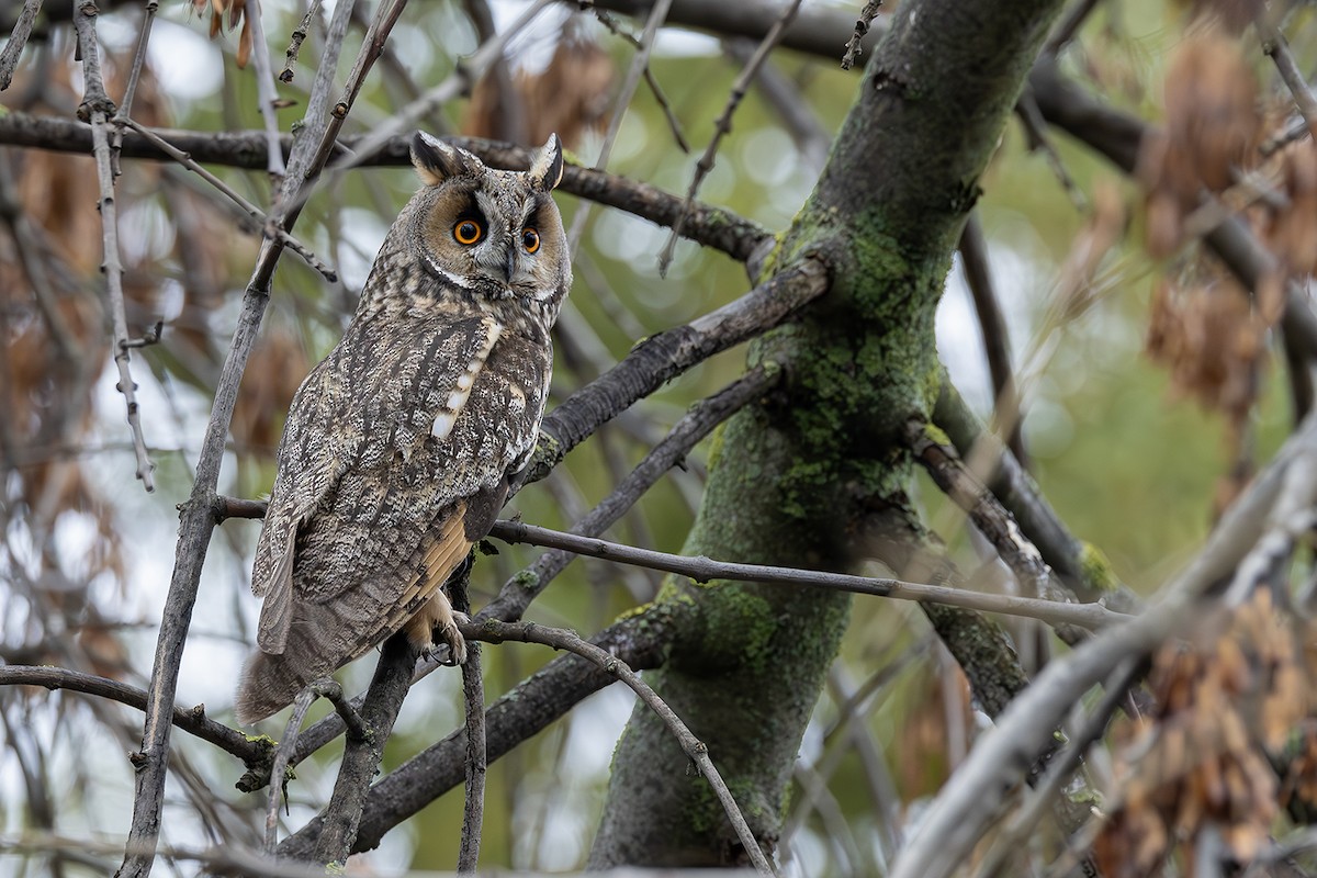 Gufo comune - ML646171658