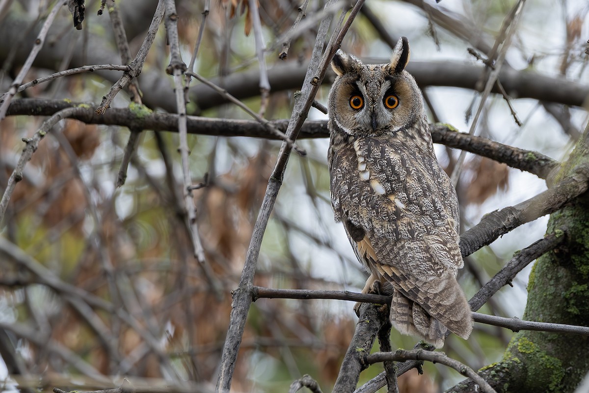 Gufo comune - ML646171659