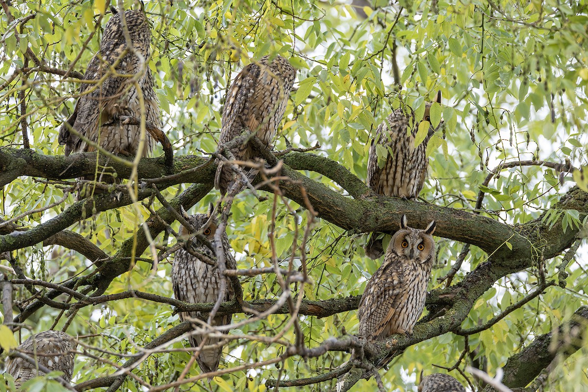 Gufo comune - ML646171660