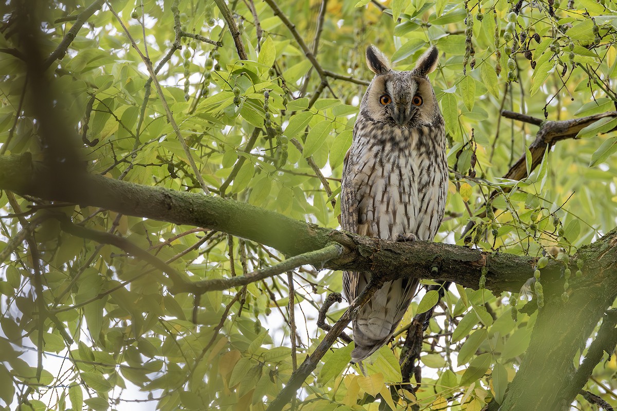 Gufo comune - ML646171661