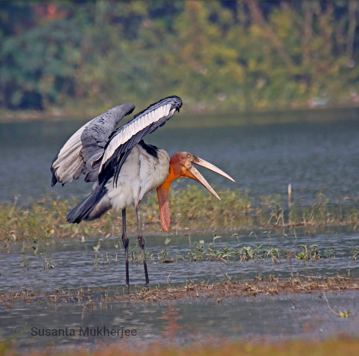 Greater Adjutant - ML646171665