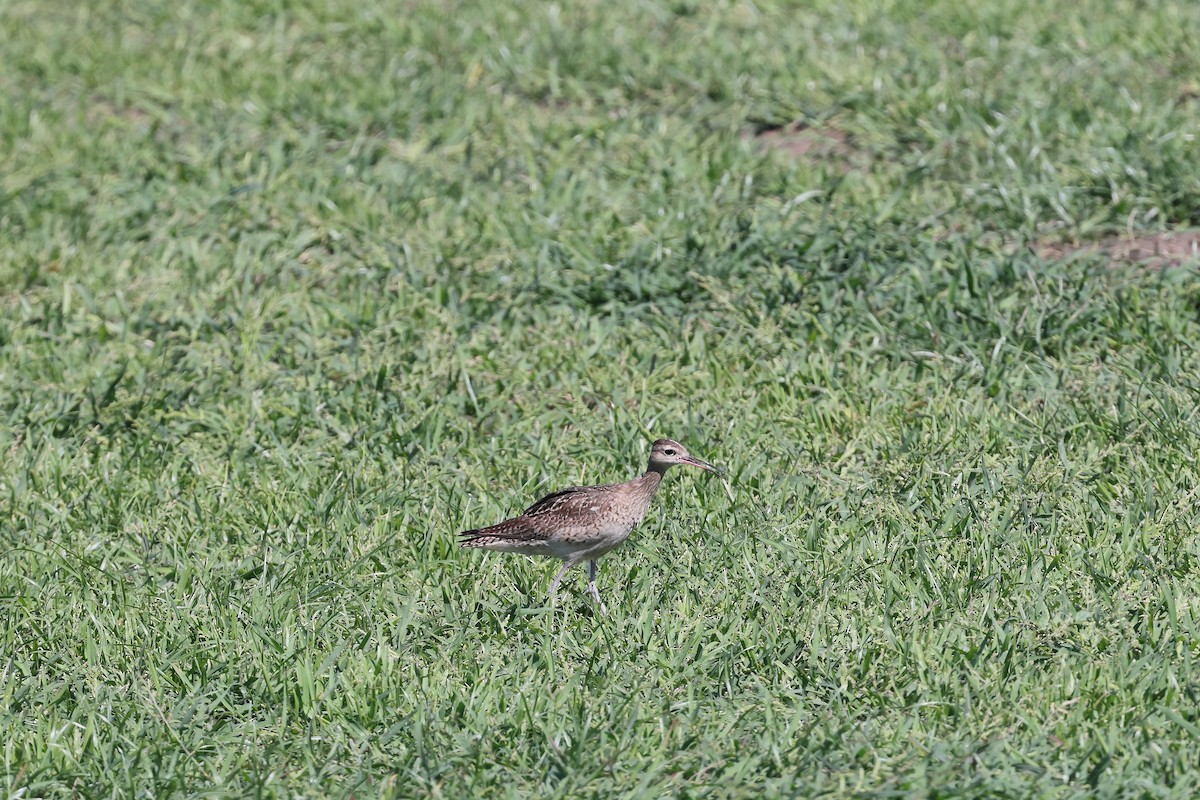 Zwergbrachvogel - ML646171666