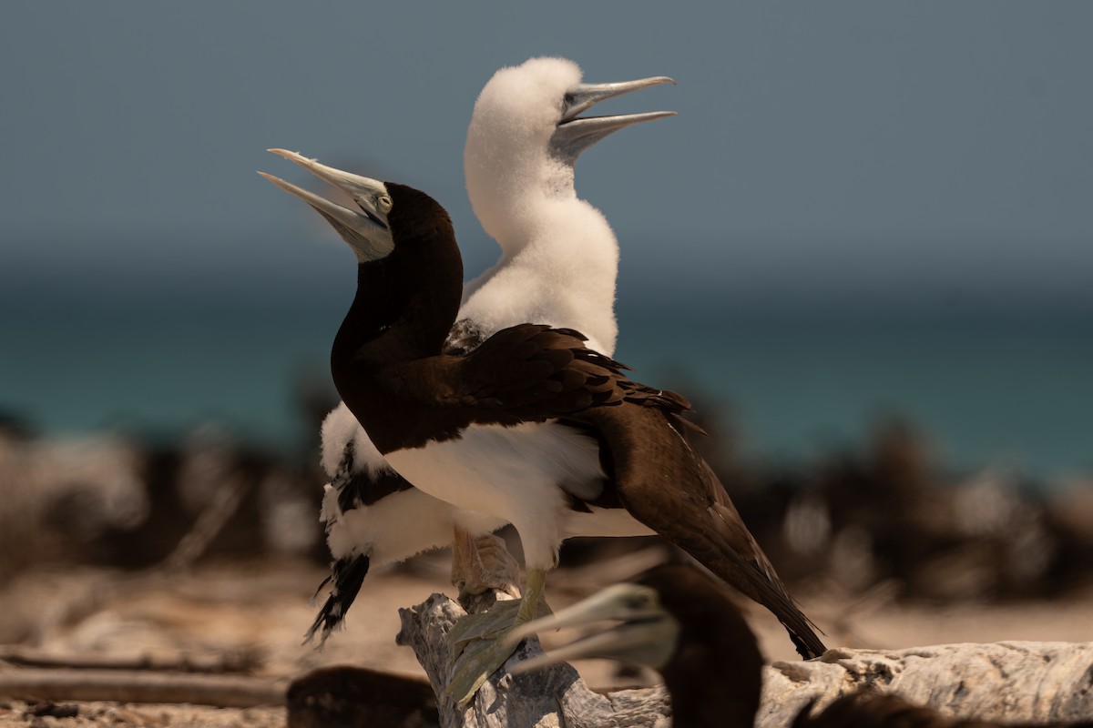 Brown Booby - ML646171671