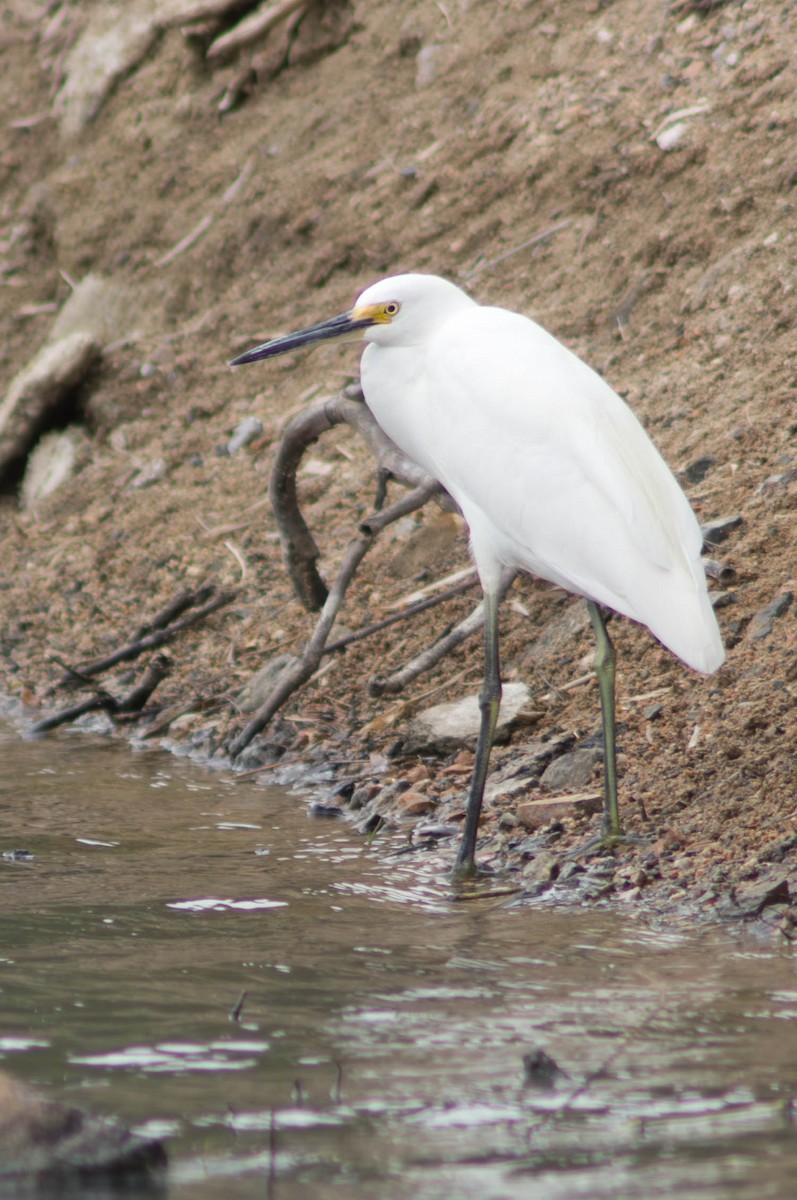 Чепура мала - ML646171676