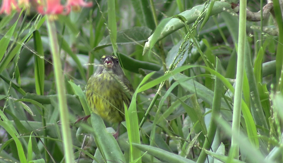 zvonohlík lesní - ML646171677