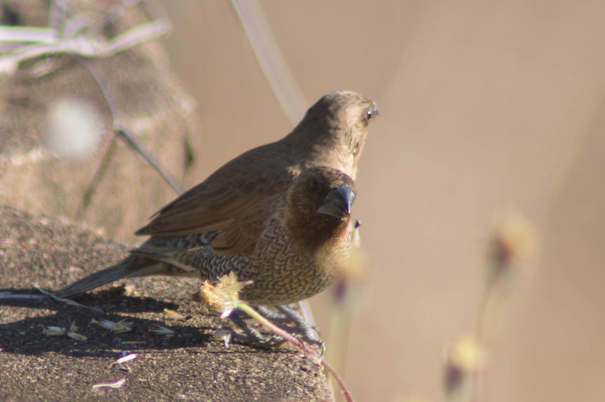 Мунія іржаста - ML646171681