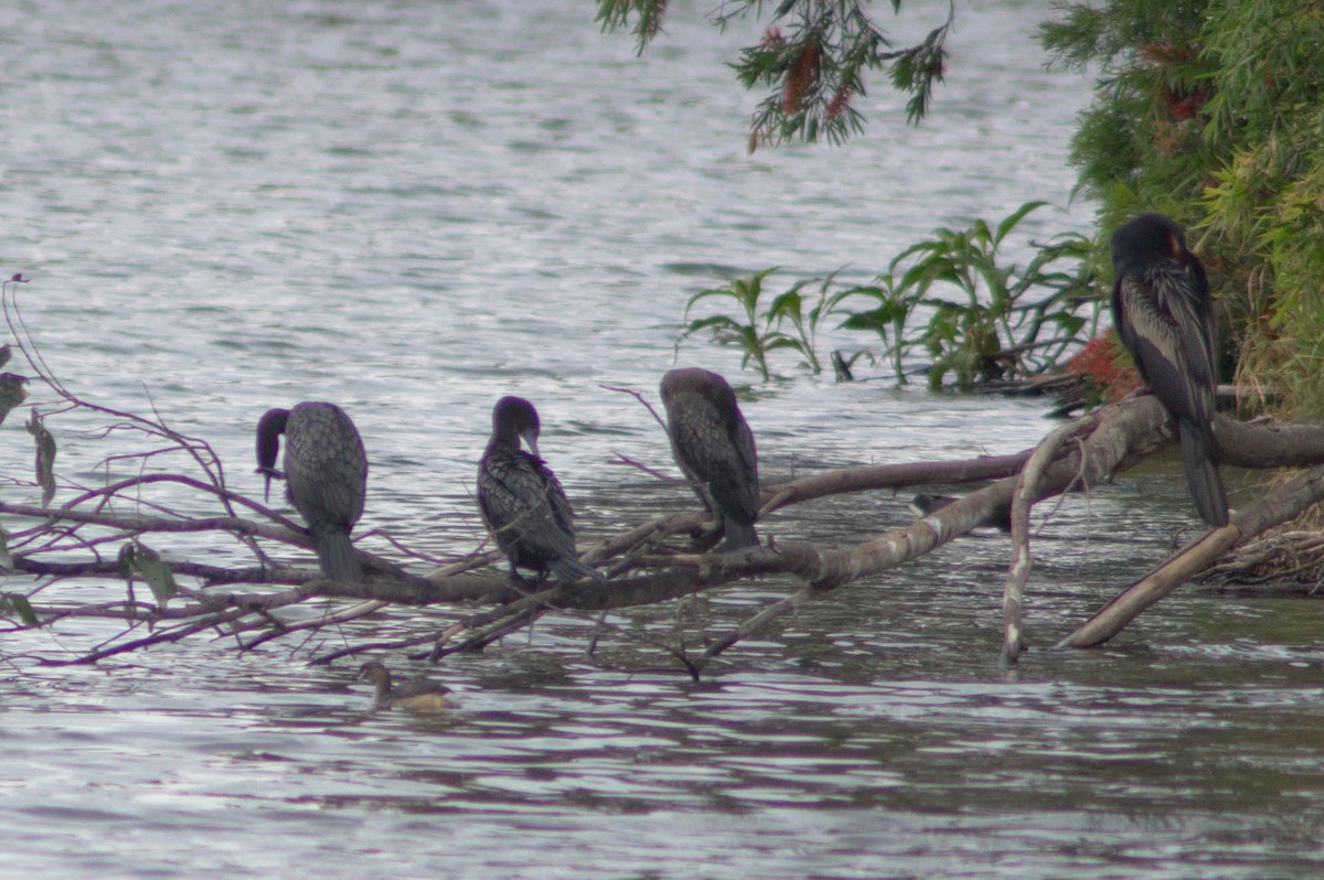 Змієшийка австралійська - ML646171683