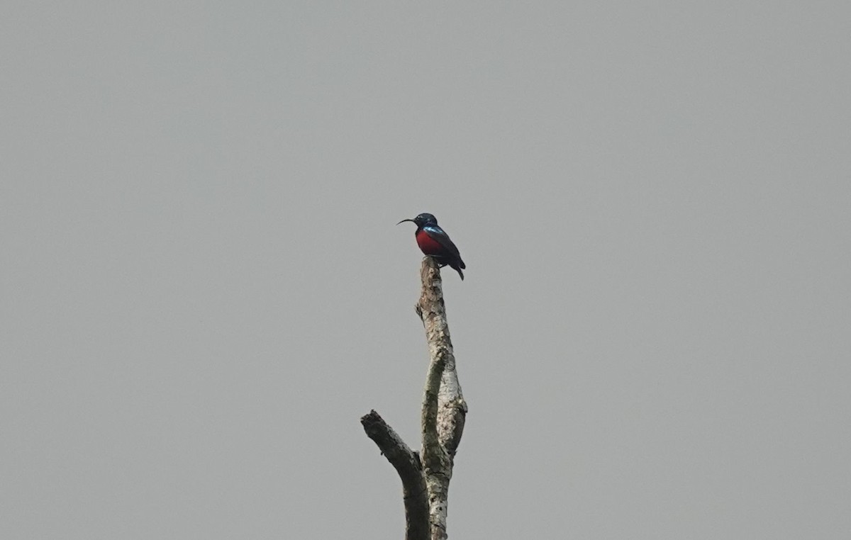 Superb Sunbird - ML646171688