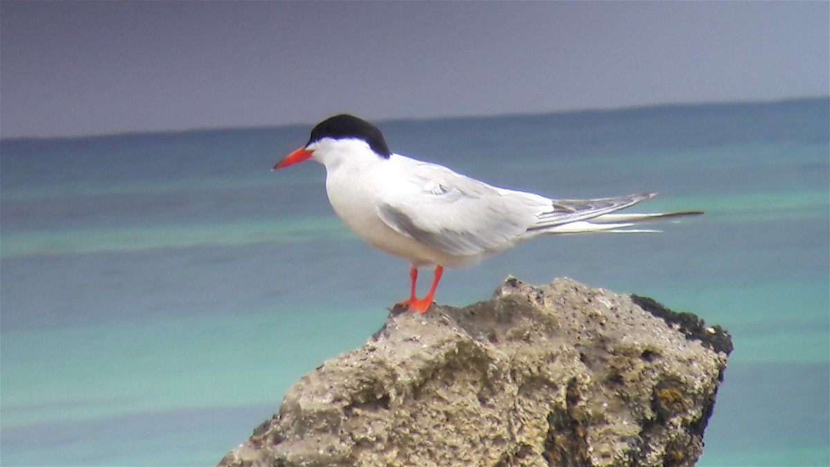 Common Tern - ML646171690