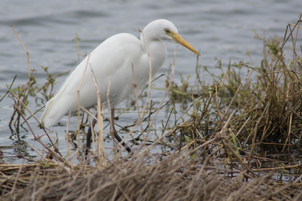 Чапля єгипетська східна - ML646171691