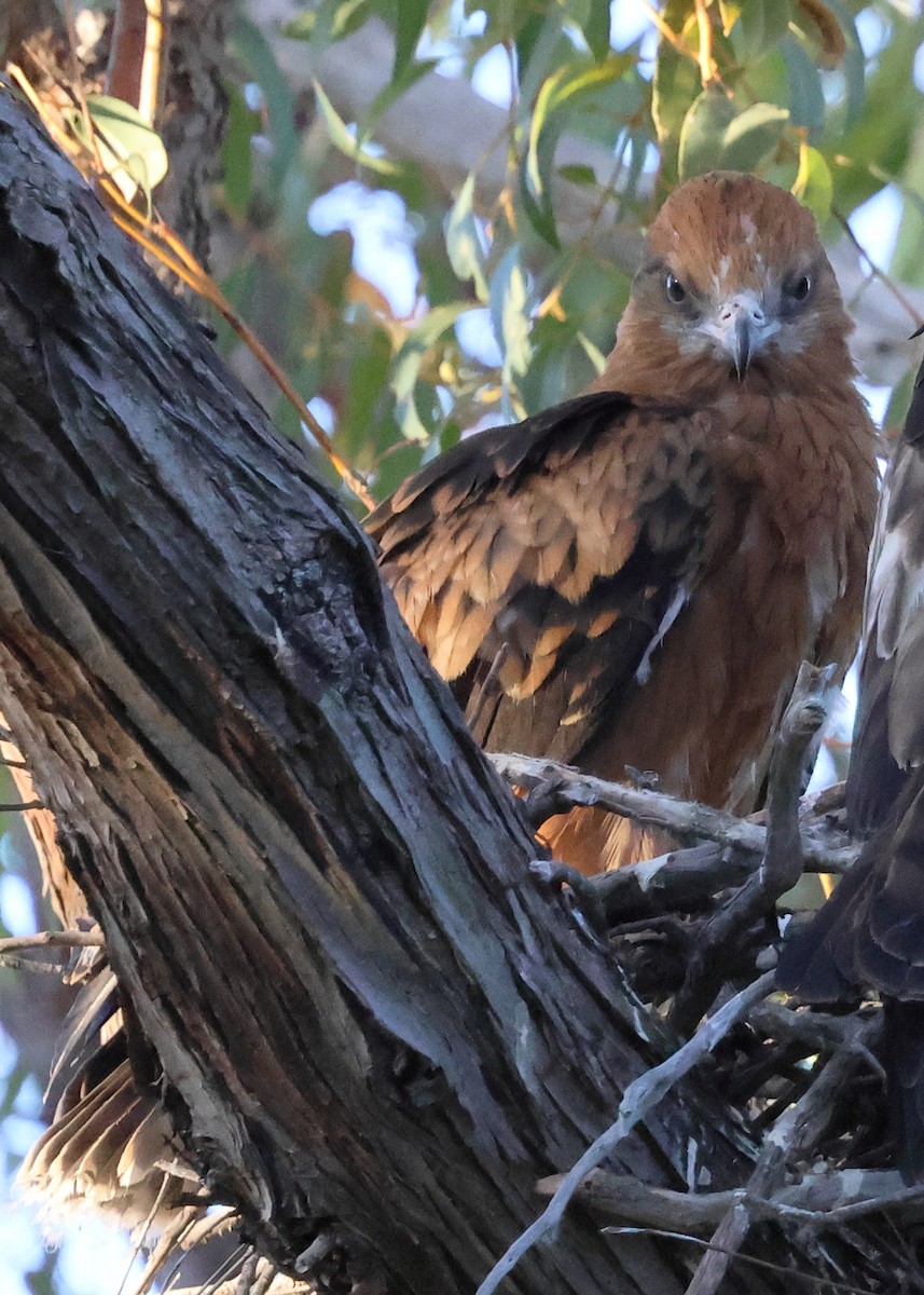 Чубатый коршун - ML646171692