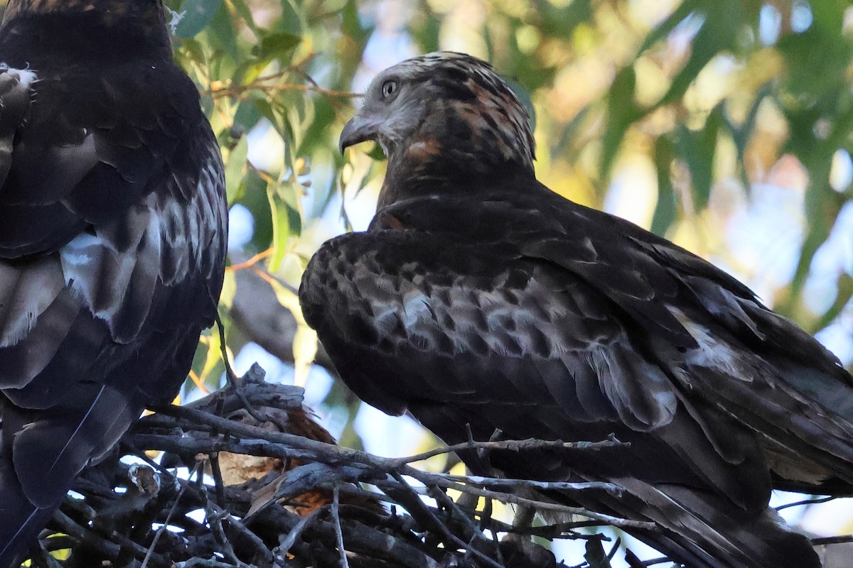 Чубатый коршун - ML646171693