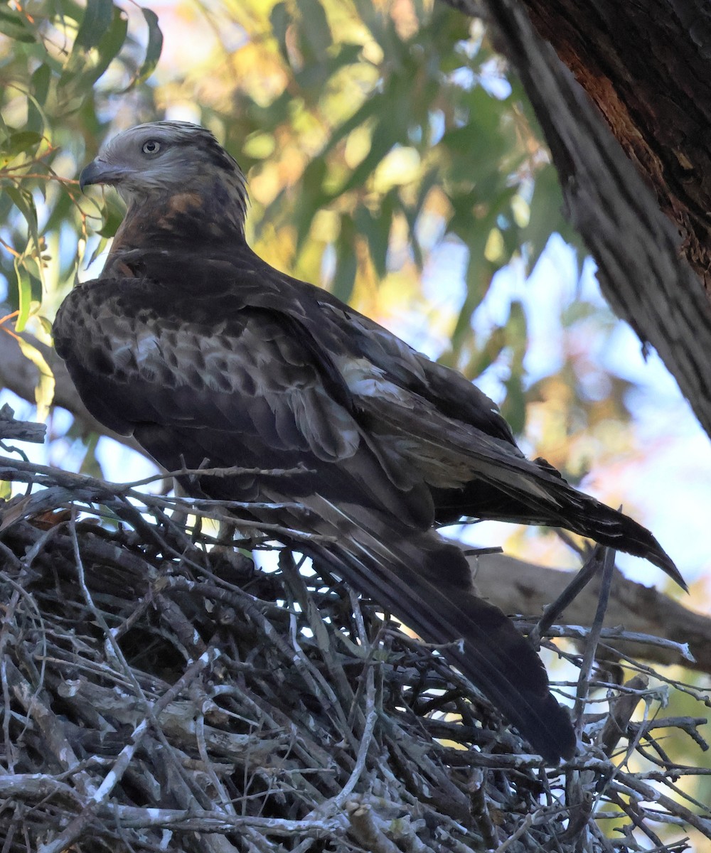 Чубатый коршун - ML646171694