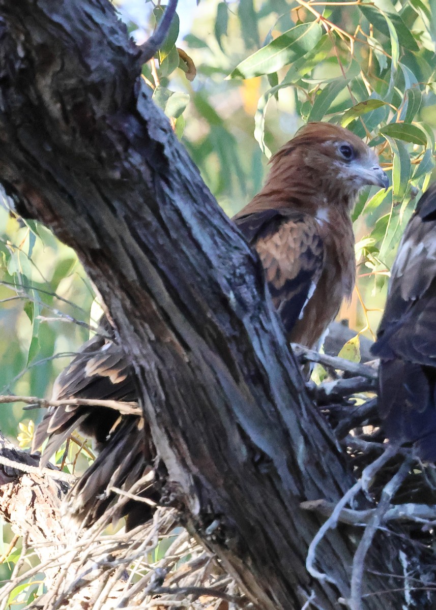 Чубатый коршун - ML646171695