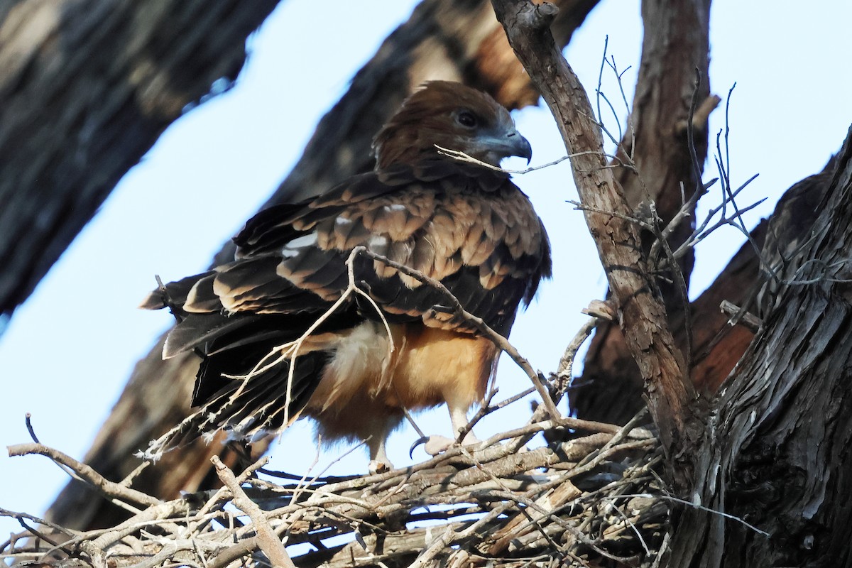 Чубатый коршун - ML646171696