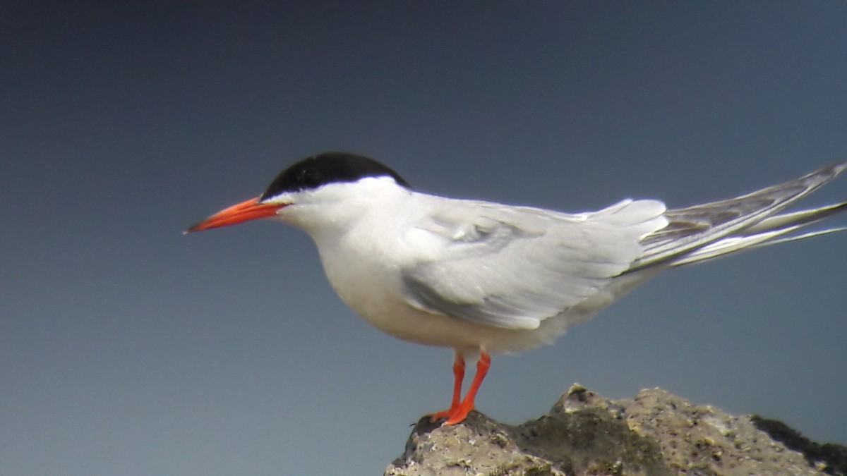 Common Tern - ML646171697