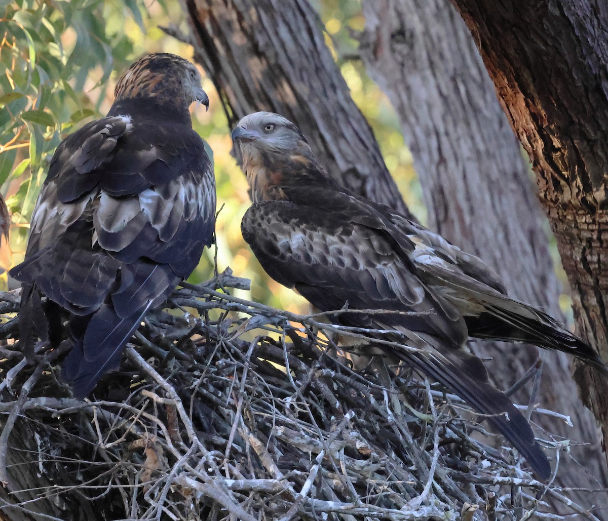 Чубатый коршун - ML646171698