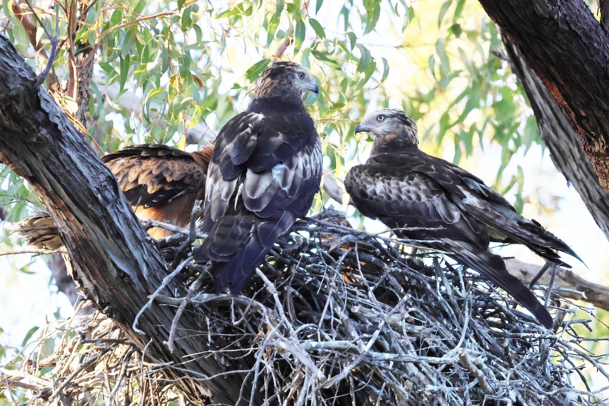 Чубатый коршун - ML646171699