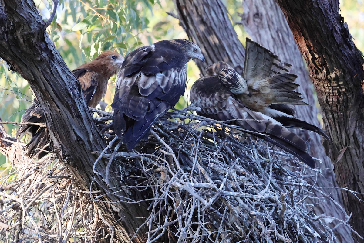 Чубатый коршун - ML646171700