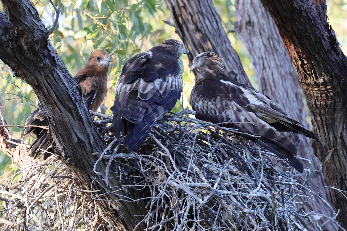 Чубатый коршун - ML646171701