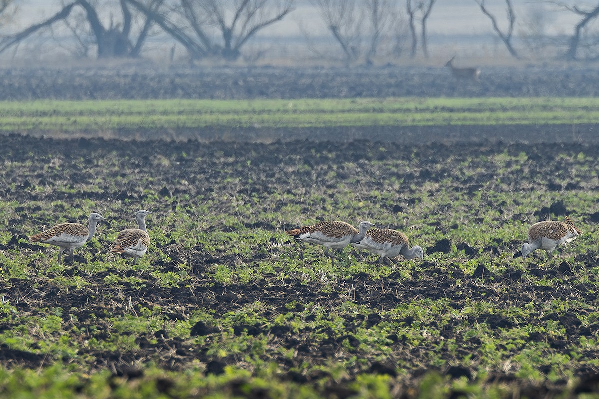 Otarda - ML646171702