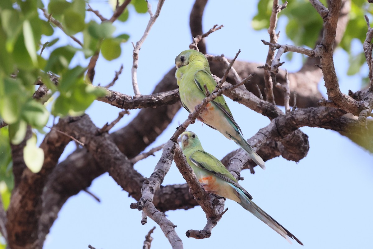 Goldschultersittich - ML646171704