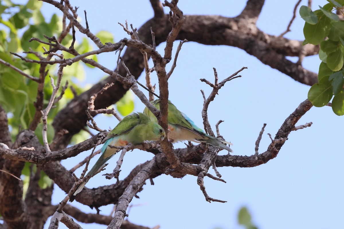 Goldschultersittich - ML646171705