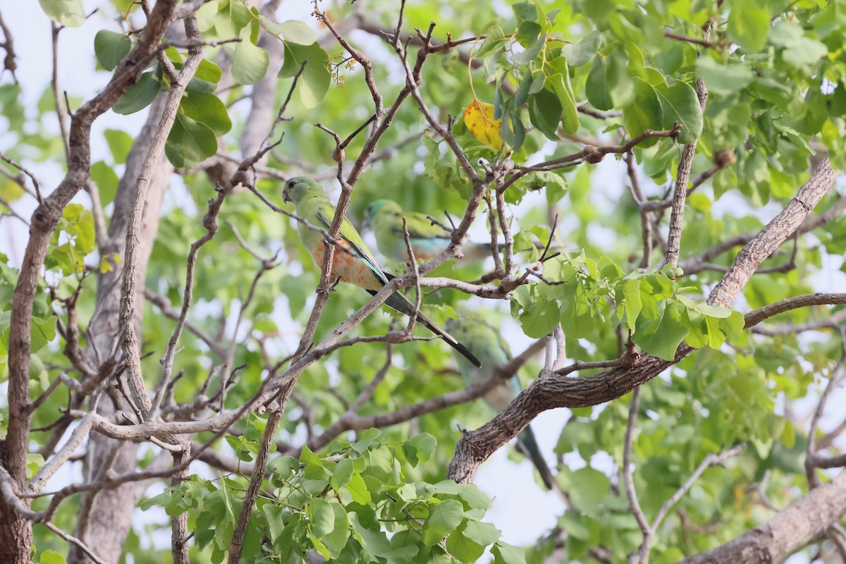 Goldschultersittich - ML646171706