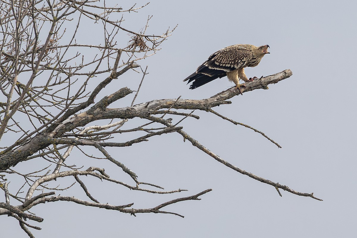 Aquila imperiale - ML646171709