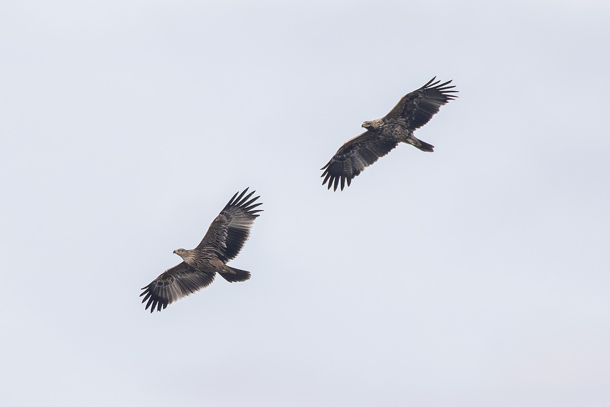 Aquila imperiale - ML646171710