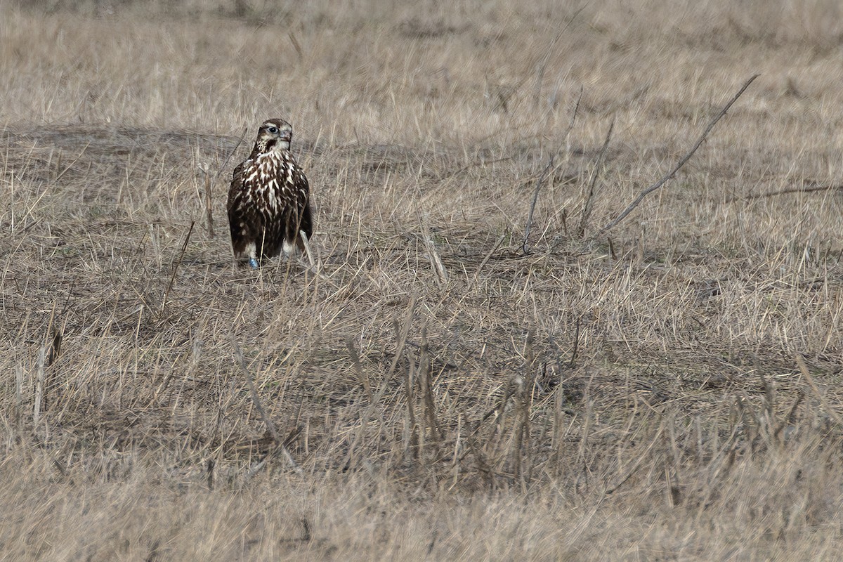 Балобан - ML646171712