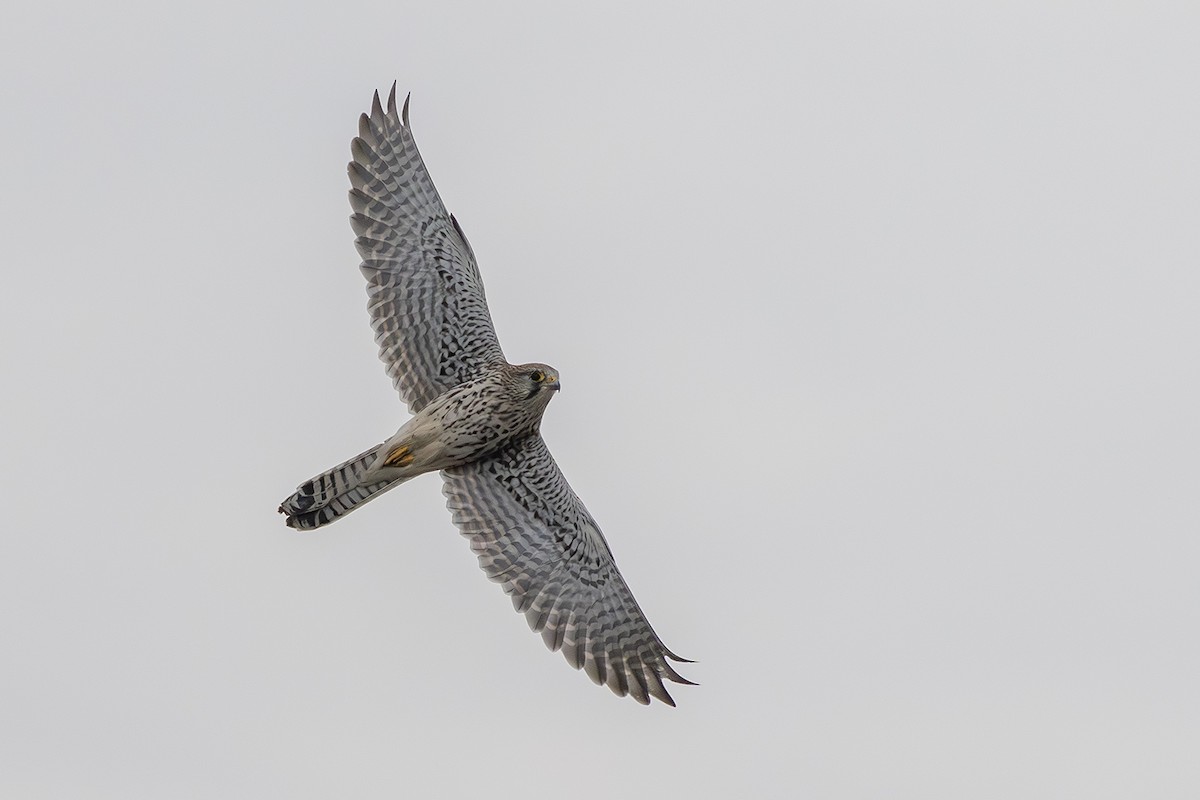 Gheppio - ML646171720